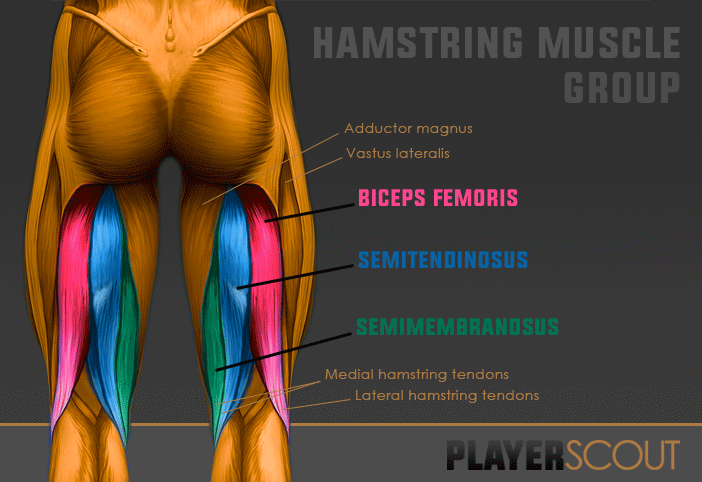 Hamstring injury muscle group